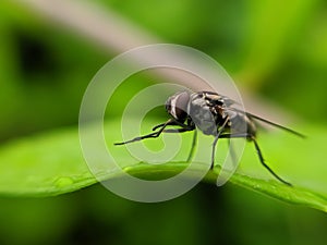 TheÂ houseflyÂ & x28;Musca domestica& x29; is a fly of the suborder Cyclorrhapha. in indian village